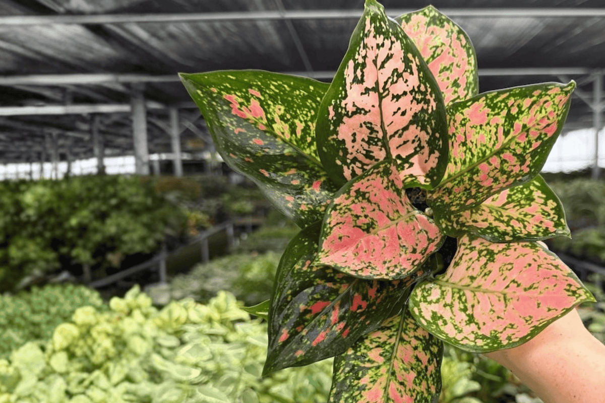 Aglaonema Katrina - 2 Exact Plants in 4" Pot (Indoor Tropicals)