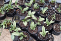 Hoya Silver Moon - 4 Inch Variegated Live Plant, Trailing Wax Plant