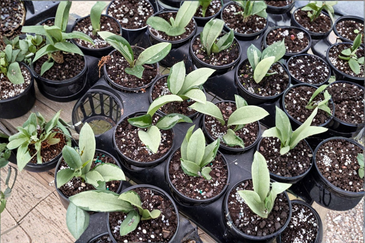 Hoya Silver Moon - 4 Inch Variegated Live Plant, Trailing Wax Plant
