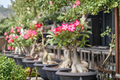 Desert Rose Adenium Obesum Live Plant - 4-Inch Pot