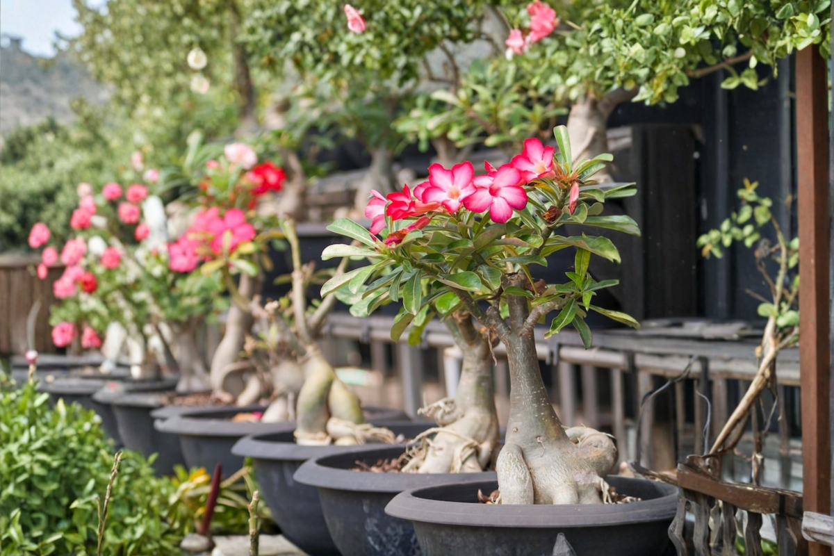 Desert Rose Adenium Obesum Live Plant - 4-Inch Pot