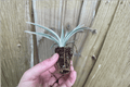Flax Lily Dianella tasmanica Bare Root Starter Plants – 2 Live Plants
