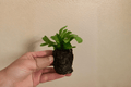 Green Flame Fern Starter Plants – 2 Plant Pot Size 2-Inch Nursery Pots