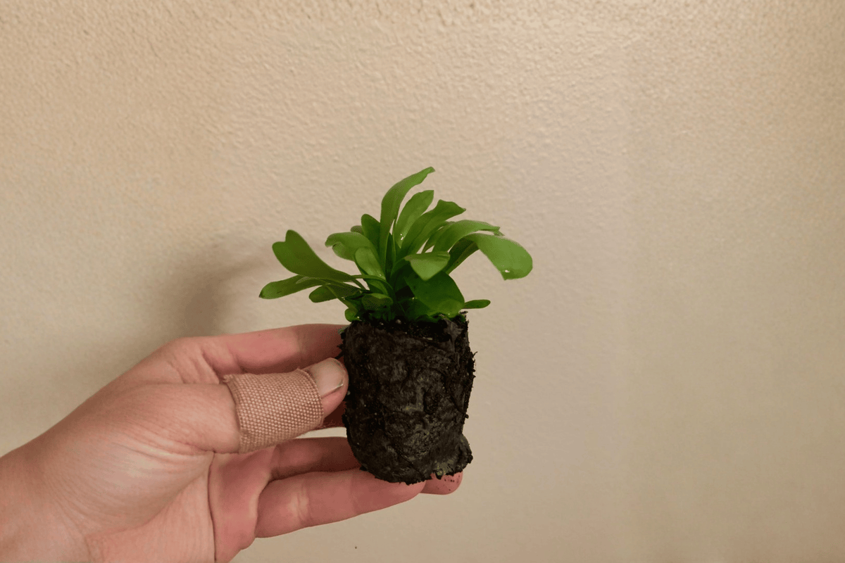 Green Flame Fern Starter Plants – 2 Plant Pot Size 2-Inch Nursery Pots