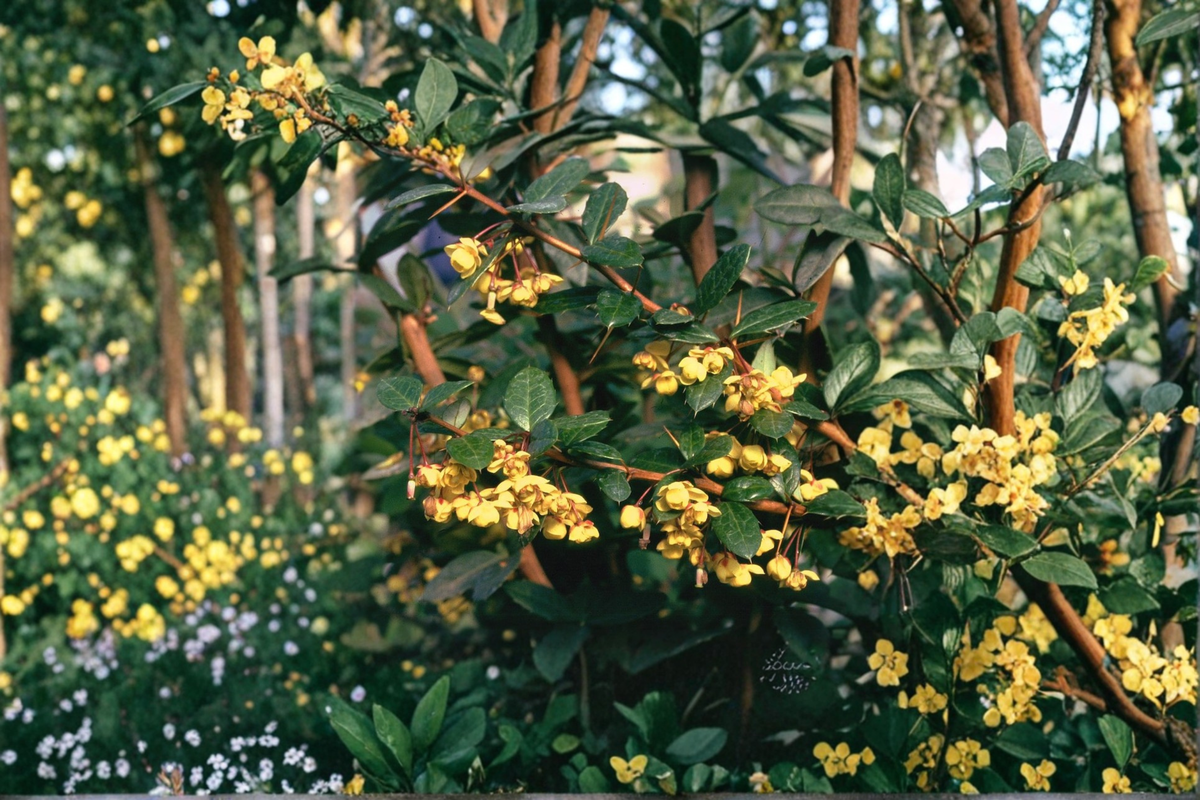 William Penn Barberry Live Plant 3 Gallon Pot | Evergreen Hedge Plant Berberis × gladwynensis 'William Penn'