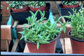 String of Bananas Succulent - Curio radicans, 4 Inch Pot, Unrooted Cutting