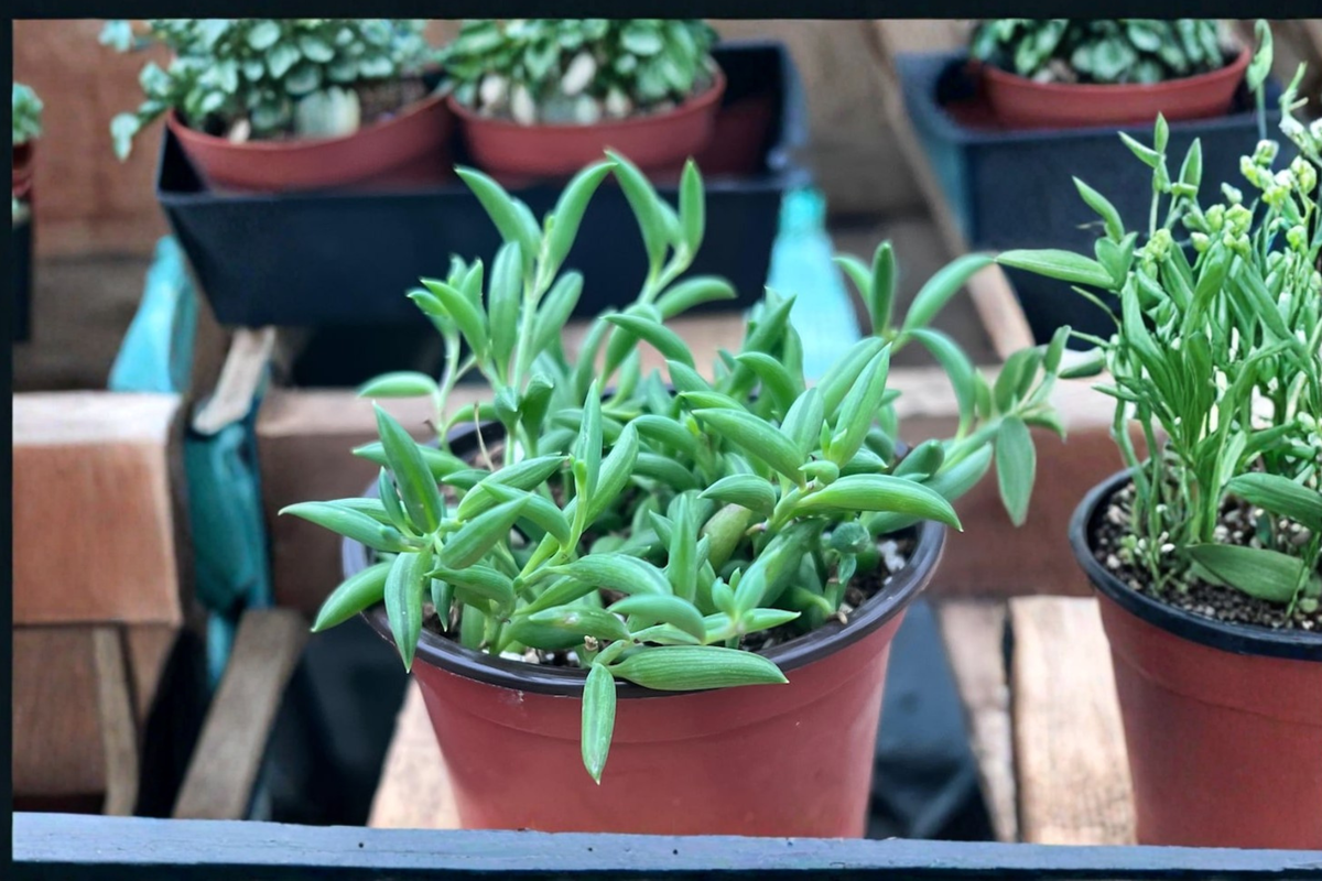 String of Bananas Succulent - Curio radicans, 4 Inch Pot, Unrooted Cutting