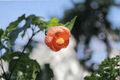 Savitzii Flowering Maple Abutilon × hybridum ‘Savitzii’ | 1 Gallon Live Plant
