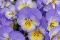 Halo Sky Blue Horned Violet Viola cornuta - 4-Inch Pot Live Plant