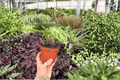 Anthurium Silver x Ferrari - 2 Exact Live Plants, 4-Inch Pots