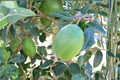 Anatoki Pineapple Guava (Acca sellowiana) - 1 Gallon Live Plant, Evergreen Fruiting Shrub
