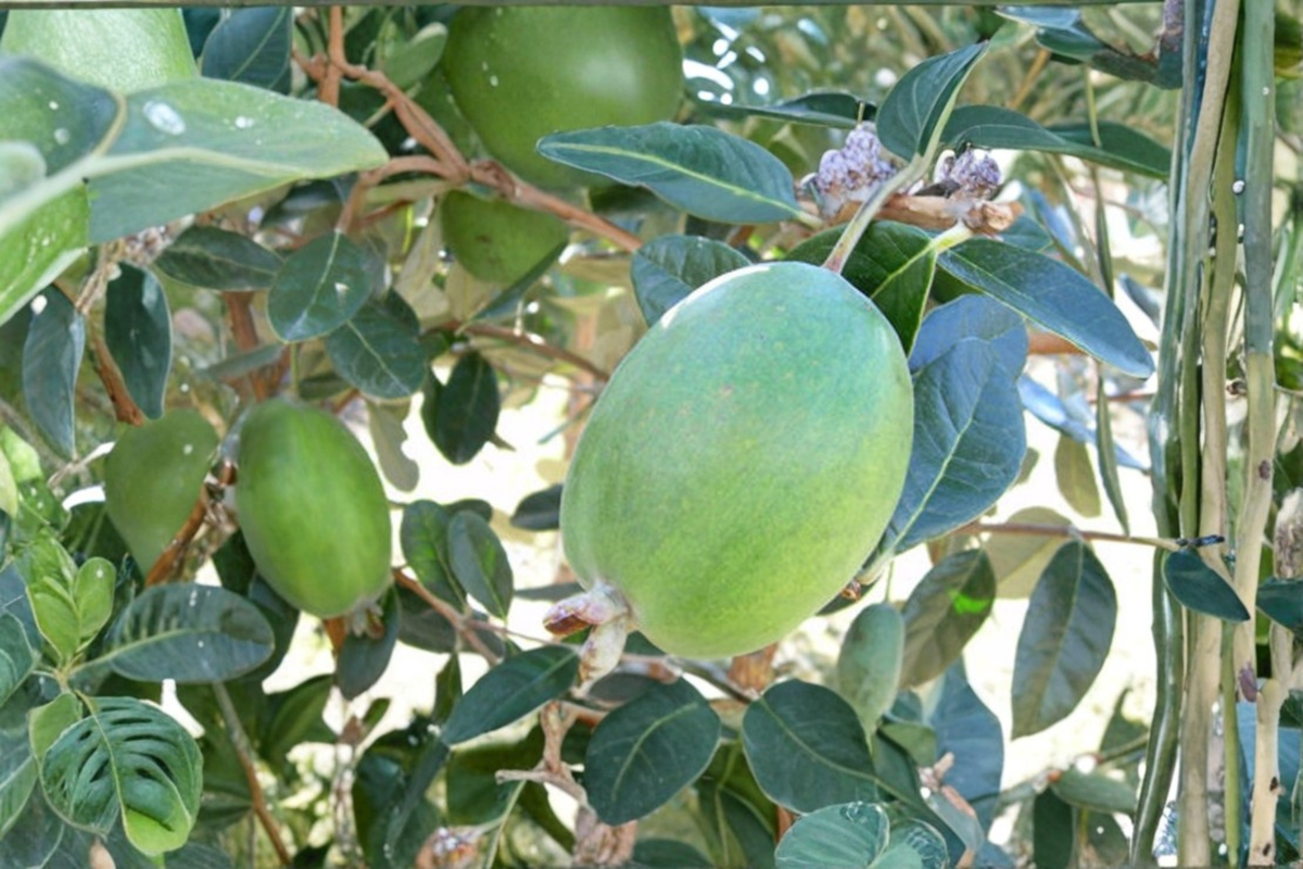 Anatoki Pineapple Guava (Acca sellowiana) - 1 Gallon Live Plant, Evergreen Fruiting Shrub