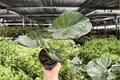 Alocasia Regal Shields - 2 Live Plants in 4-Inch Pots
