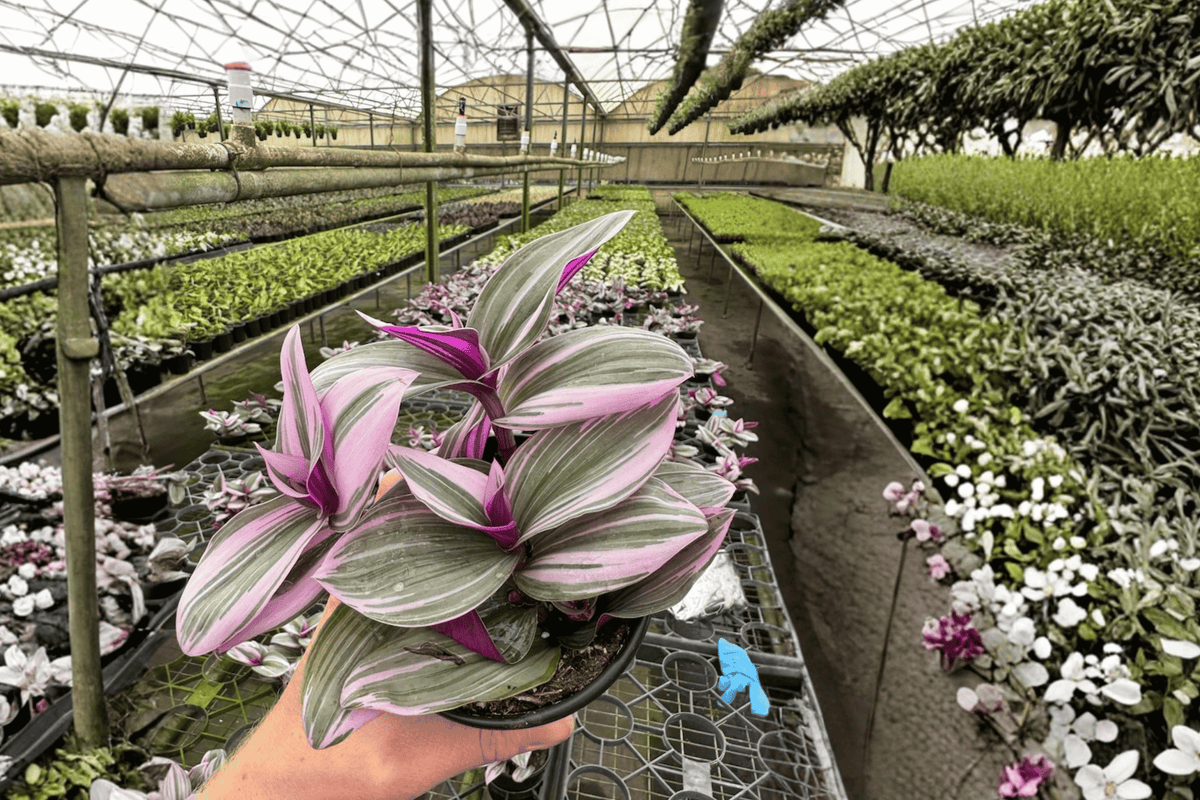Tradescantia Nanouk - 2 Live Plants in 4-Inch Pots