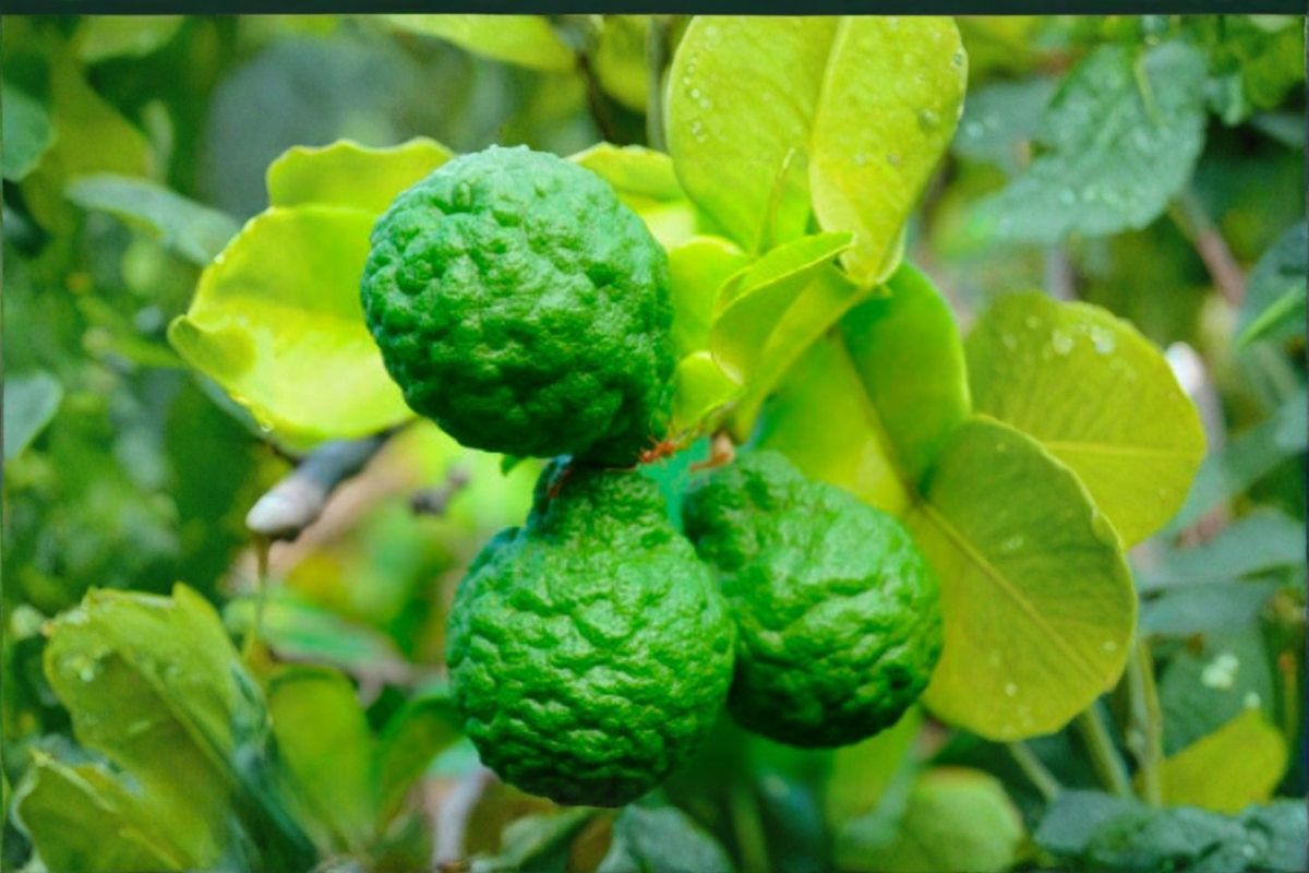 Makrut Lime Seeds (Kaffir Lime) - Citrus hystrix, 10 Fresh Seeds for Indoor/Outdoor Growing