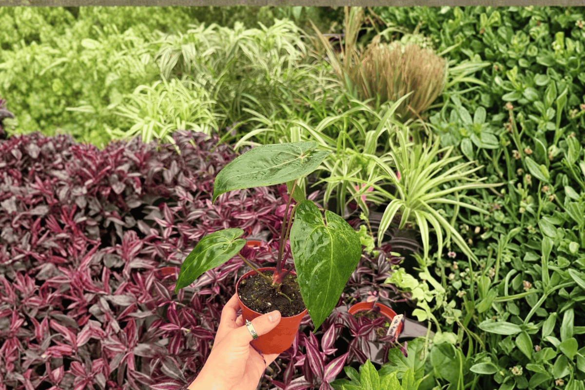 Anthurium Dark Phoenix x Papillilaminum - 2 Live Plants in 4" Pots