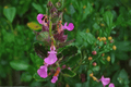 Wall Germander Teucrium chamaedrys – 4-Inch Live Plant