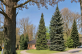 Columnaris Norway Spruce Live Plant - 18 Inch, 1 Gallon Pot, Narrow Evergreen Conifer