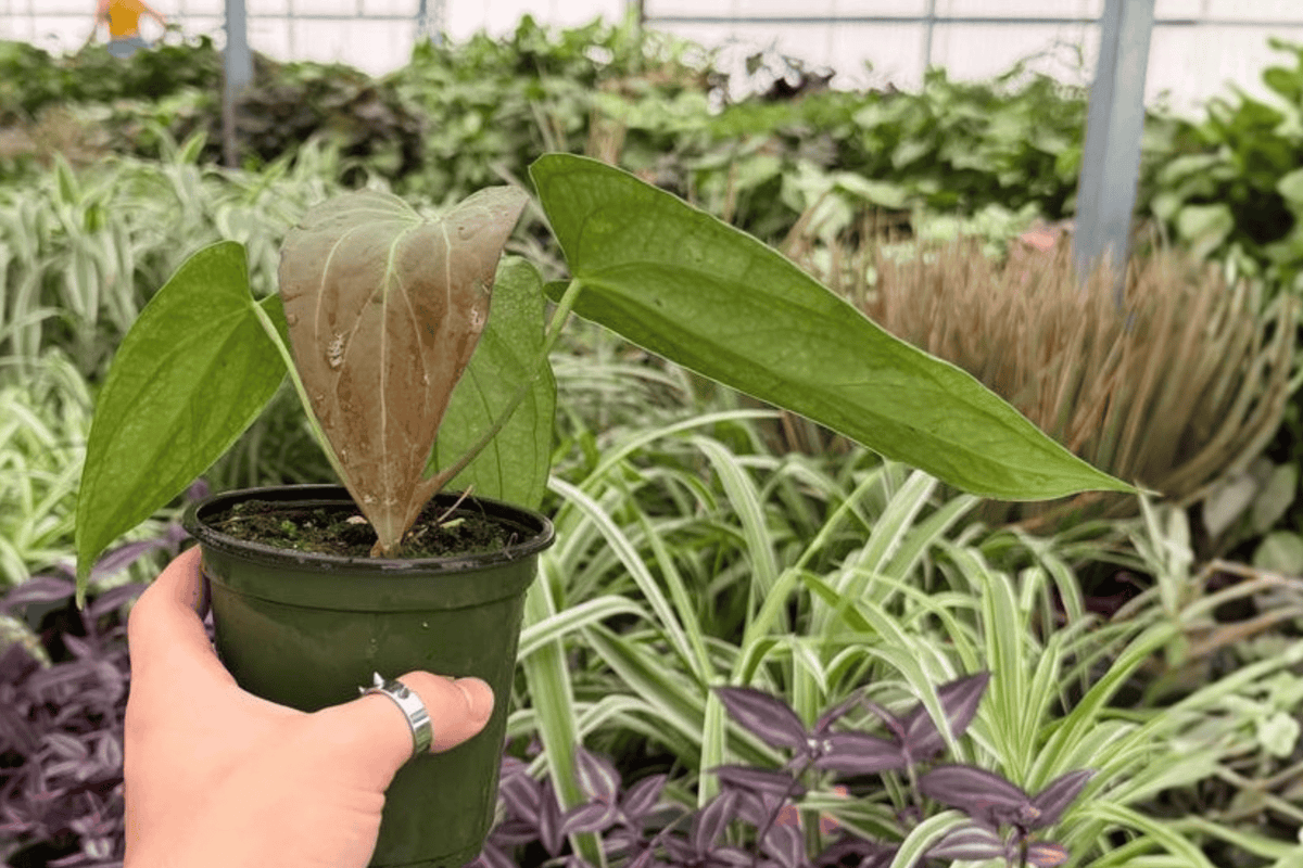 Anthurium Red Sinus x Hulk - 2 Live Plants in 4-Inch Pots | Exact Plants
