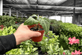 Anthurium Papillilaminum x Crystal Dark Fantasy - 2 Live 4-Inch Pots