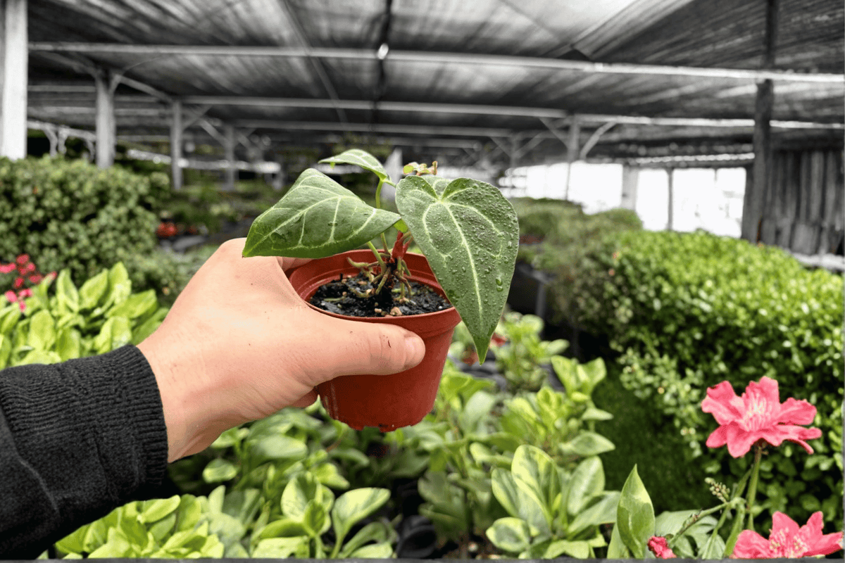 Anthurium Papillilaminum x Crystal Dark Fantasy - 2 Live 4-Inch Pots