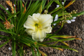 Daylily Joan Senior Bare Root 3-Pack | Creamy White Hemerocallis Perennial
