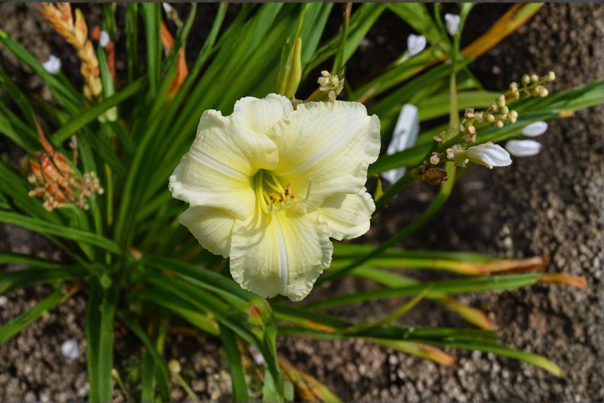 Daylily Joan Senior Bare Root 3-Pack | Creamy White Hemerocallis Perennial