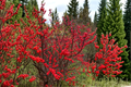 Winter Red Winterberry Ilex verticillata ‘Winter Red’ - 1 Gallon Pot Live Plant