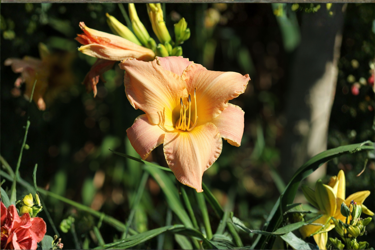 Apricot Sparkles Daylily – Hemerocallis 'Apricot Sparkles' 3 Rooted Starters in 1 Qt Pots