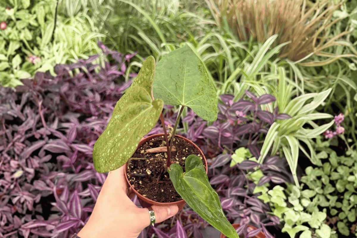 Anthurium Xone × Green Mamba - 2 Bare-Root Live Plants, 4-Inch Pot Size