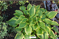 Twin Cities Hosta - 3-Inch Pot Starter Plant (Green with Yellow Centers) Shade Perennial
