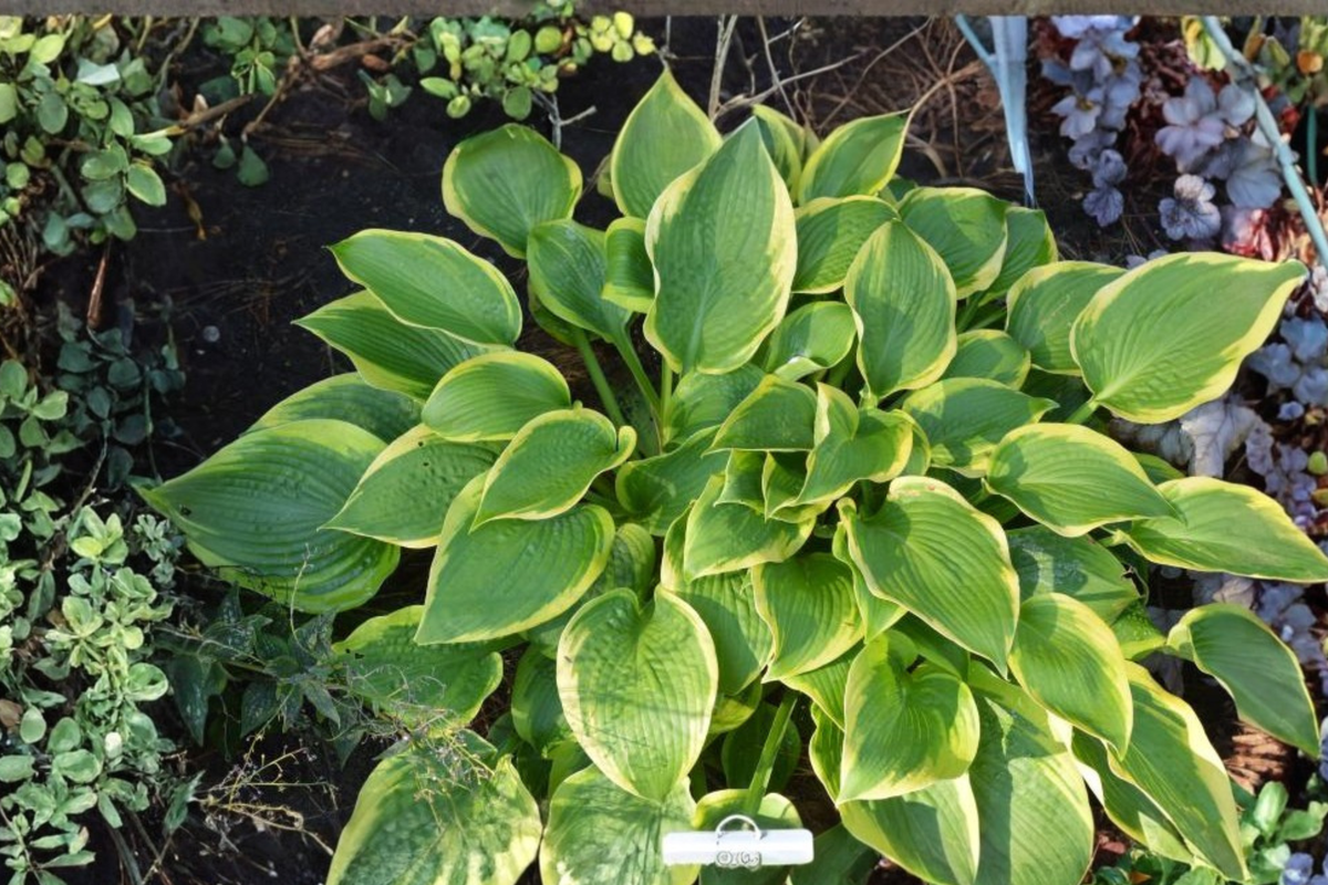 Twin Cities Hosta - 3-Inch Pot Starter Plant (Green with Yellow Centers) Shade Perennial