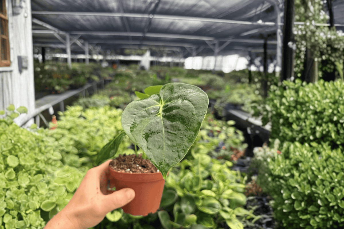 Anthurium Dressleri - 2 Live Plants in 4-Inch Pots