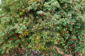 Carnival American Holly (Ilex opaca ‘Carnival’) - Variegated Evergreen Live Plant, Quart Pot