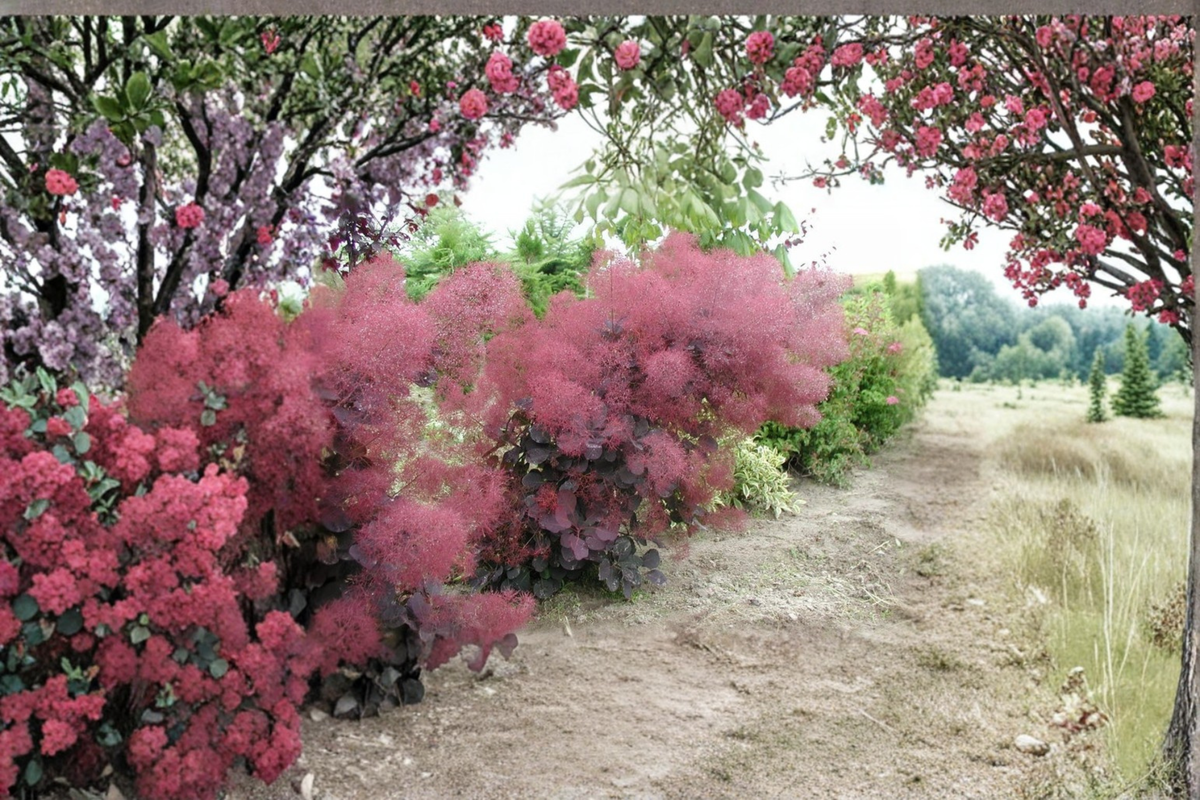 Royal Purple Smoke Tree Cotinus coggygria ‘Royal Purple’ - 12 Inch Live Plant, 1 Gallon Pot