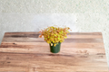 Golden Oxalis Live Plant - Yellow Shamrock Starter Plant (Rooted)
