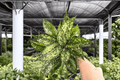 Aglaonema Wintery Winehouse - 2 Live Plants in 4-Inch Pots | Exact Plants