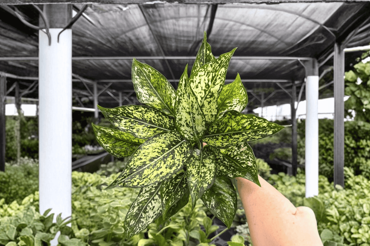 Aglaonema Wintery Winehouse - 2 Live Plants in 4-Inch Pots | Exact Plants