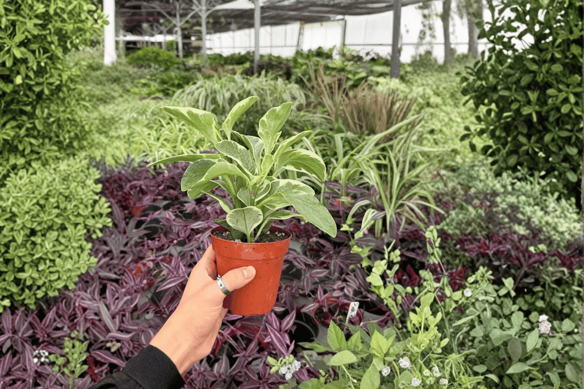 Variegated Peperomia Obtusifolia - 2 Live Plants in 4-Inch Pots