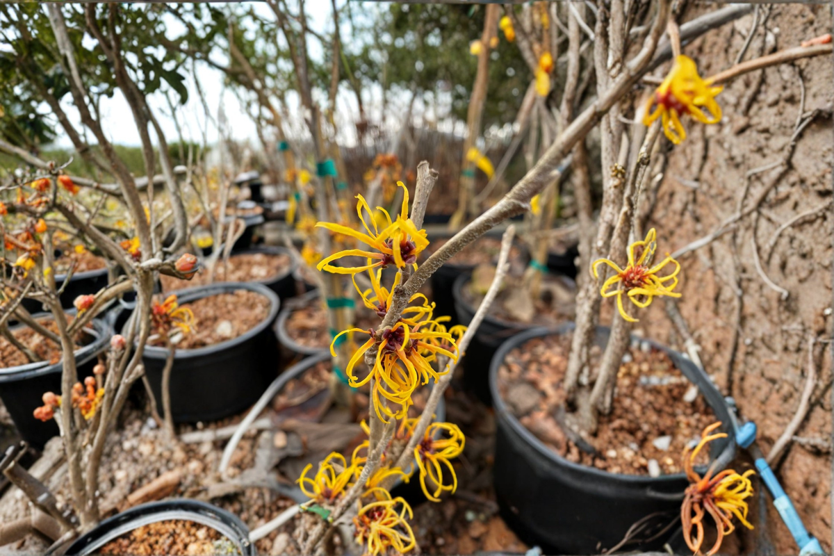 Basma Witch Hazel Live Plant - 12 Inch, 1-Year Graft, Red Winter Bloom Hamamelis x intermedia