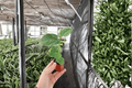 El Capitolio Orange Hibiscus Starter Plants (2) – Bare Root, 2-Inch Pots, Hibiscus rosa-sinensis