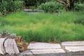 Blue Grama Grass Bouteloua gracilis - 4-Inch Live Plant