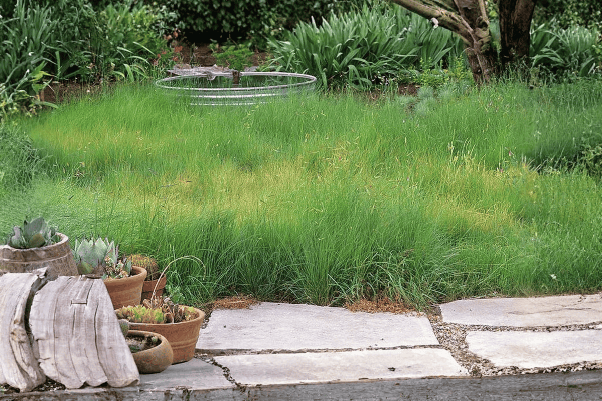 Blue Grama Grass Bouteloua gracilis - 4-Inch Live Plant