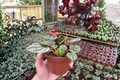 Peperomia orba - 2 Live Plants, 4-Inch Bare Root