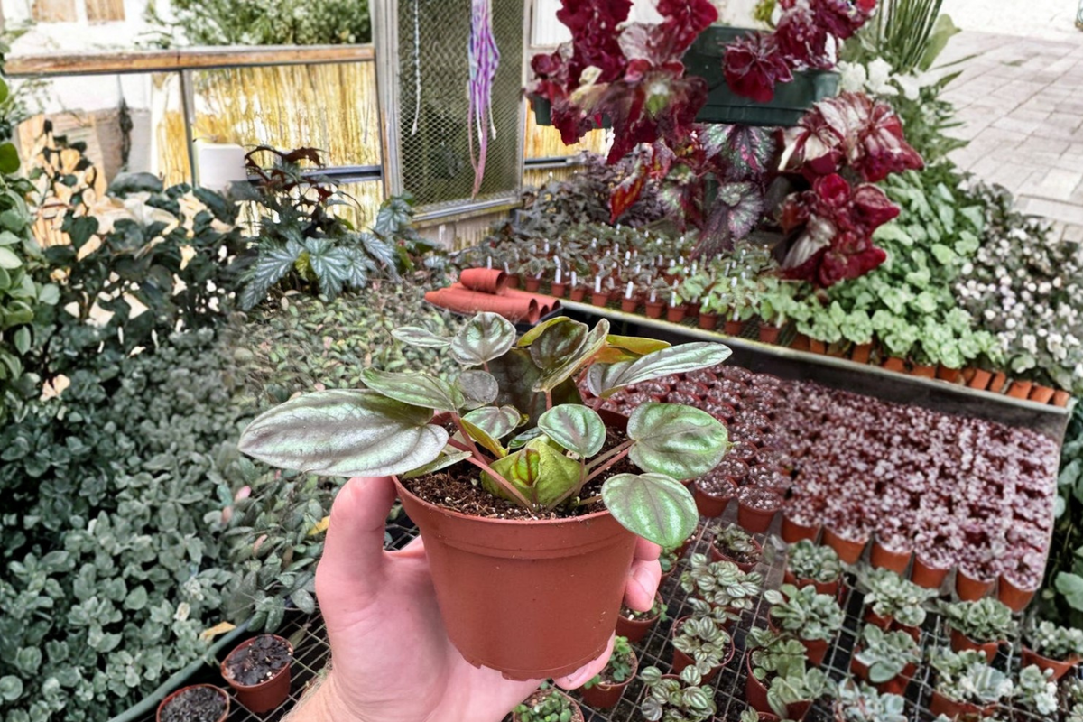 Peperomia orba - 2 Live Plants, 4-Inch Bare Root