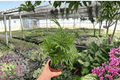 Neanthe Bella Palm (Chamaedorea elegans) - 2 Live Plants in 4-Inch Pots