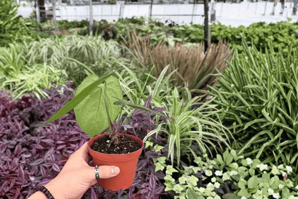 Anthurium Xone x MBR - 2 Live Plants in 4" Pots (Exact Plants Shown)
