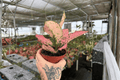 Aglaonema Light Pink Triphet — 2 Live Plants in 4-Inch Pots