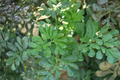 Rue Live Starter Clump – Ruta graveolens, 1 Starter Plant with Multiple Seedlings