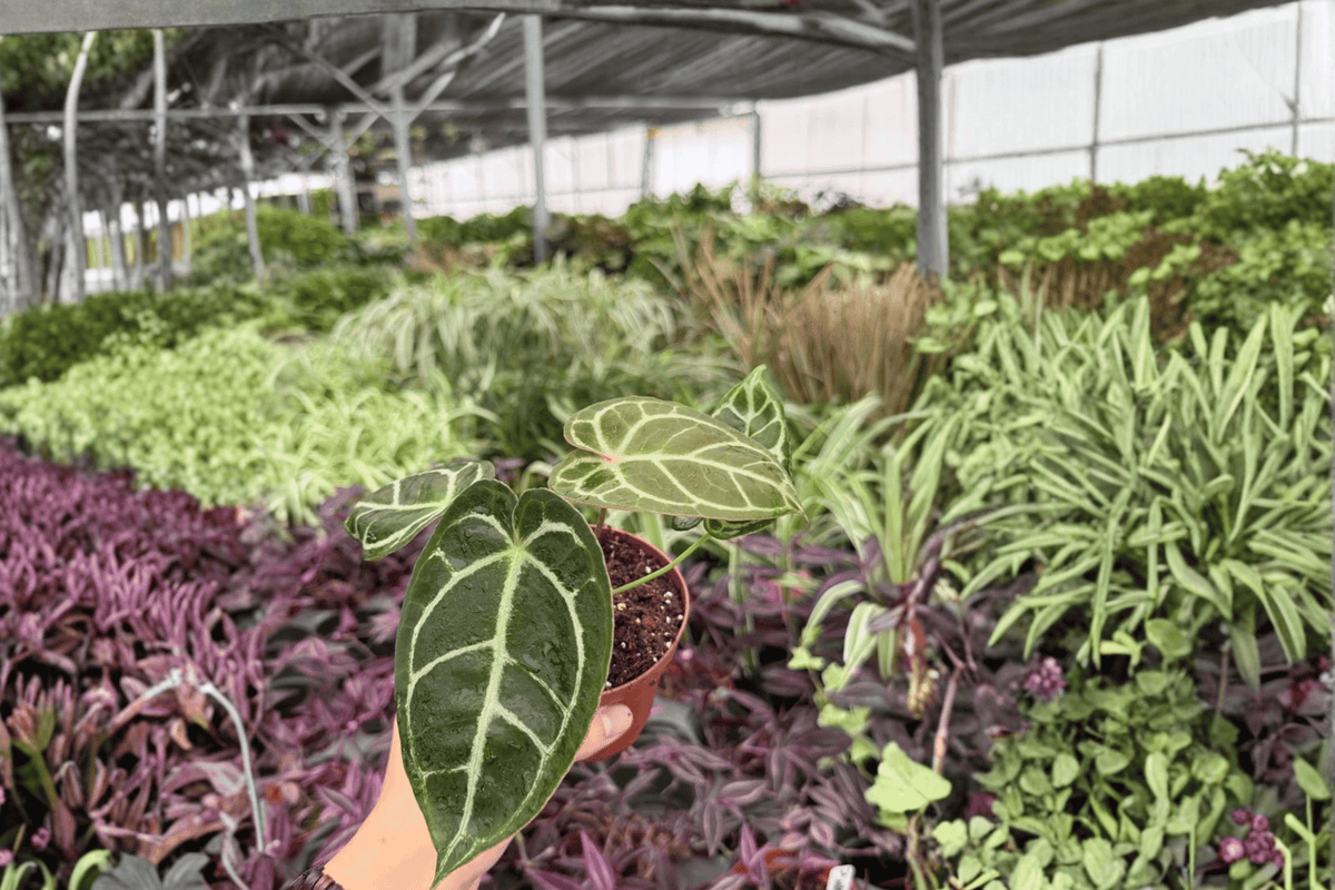 Anthurium Hoffmannii x Green Mamba - 2 Live Plants in 4" Pots